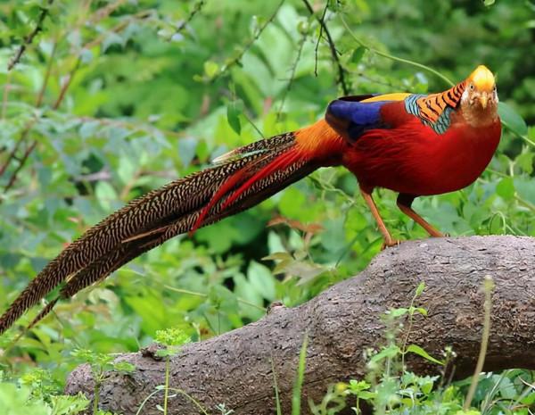 山西大爺發現2只紅腹錦雞,誤認鳳凰餵養4年,發現時已達40規模 山西大爺發現2只紅腹錦雞,誤認鳳凰餵養4年,發現時已達40規模