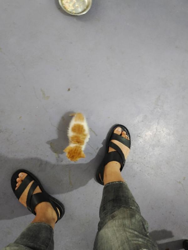 領養了一隻很可愛的貓