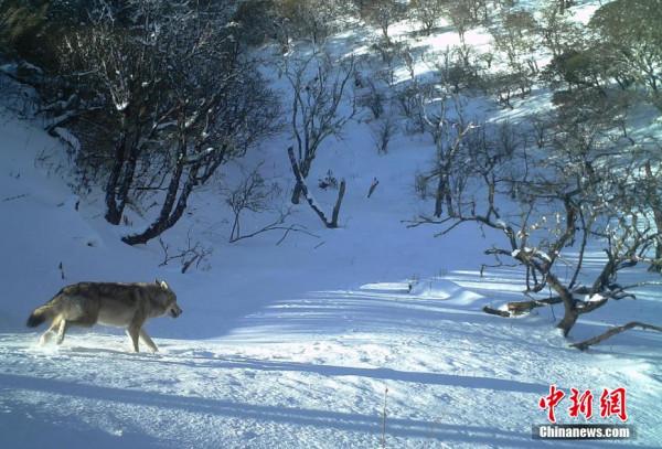 四川栗子坪保護區紅外相機拍到多種珍稀野生動物