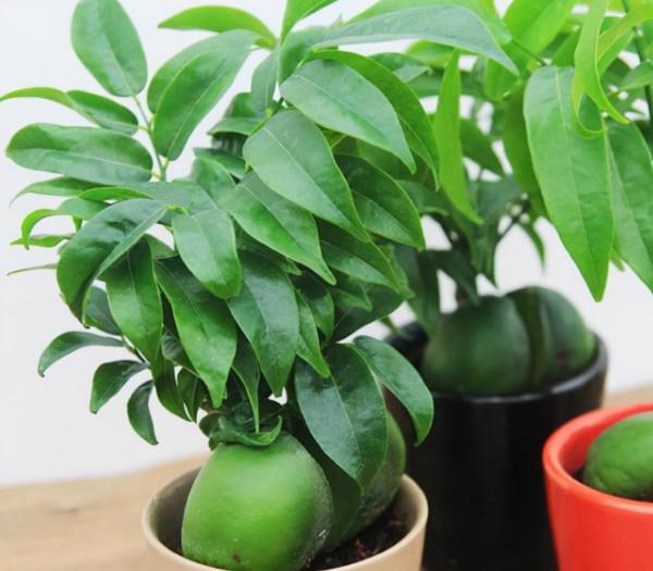 9種“招財花”,好看又招財,有錢人都喜歡養 9種“招財花”,好看又招財,有錢人都喜歡養