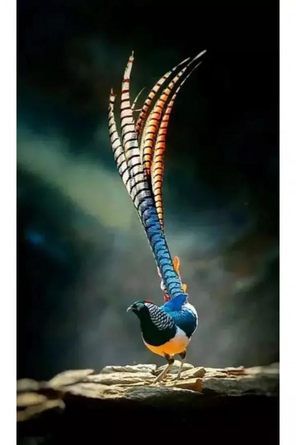 分享&mdash;&mdash;天生麗質的鳥兒