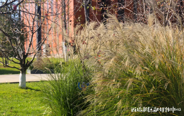 這樣的西鹹新區,愛了! 這樣的西鹹新區,愛了!