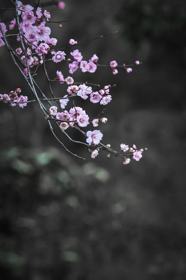 繼續科普：梅花之榆葉梅