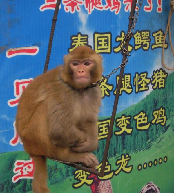 我的驢行日記——寶豐馬街書會