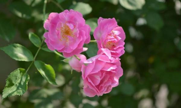 花多多2號和磷酸二氫鉀,統稱為“促花神器”,哪一種更好? 花多多2號和磷酸二氫鉀,統稱為“促花神器”,哪一種更好?