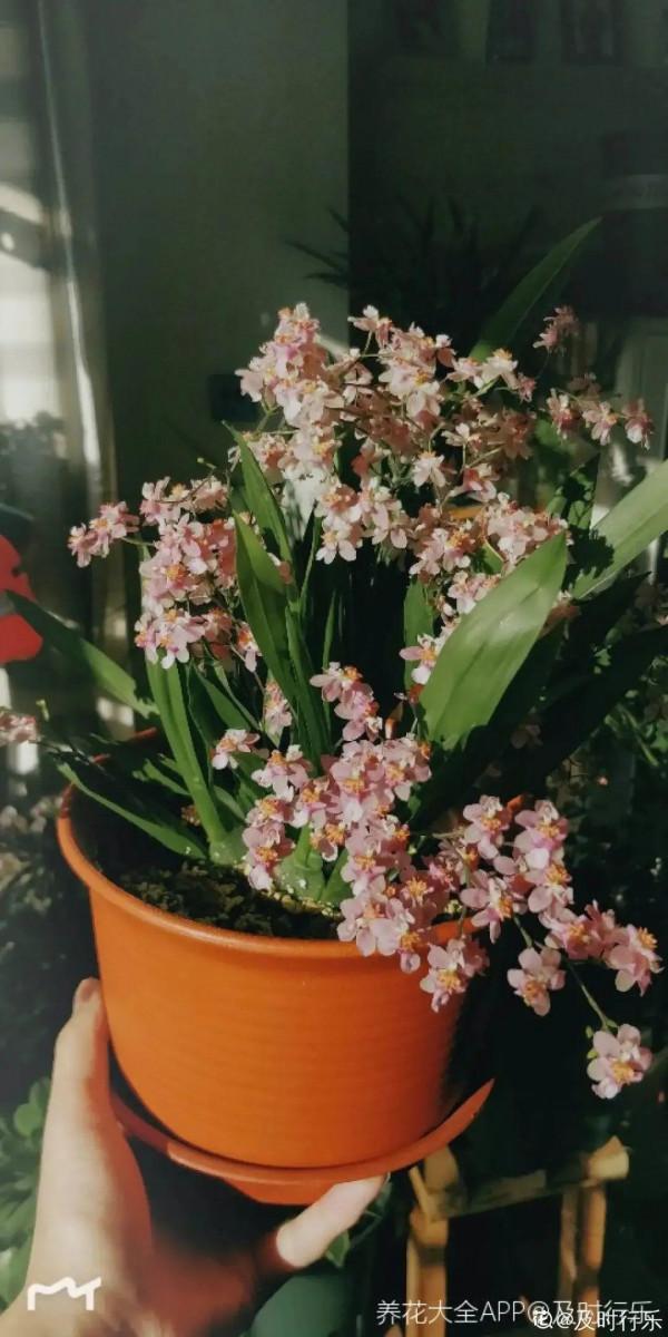 1種花名叫文心蘭,開花香氣十足,滿屋子奶油味 1種花名叫文心蘭,開花香氣十足,滿屋子奶油味