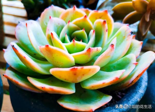 養多肉需要施肥嗎？為什麼多肉要換土