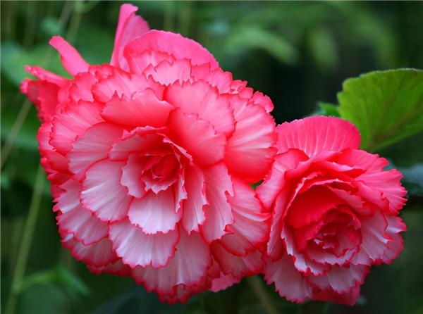 100種常見花卉的播種栽培大全,送給愛養花的你 100種常見花卉的播種栽培大全,送給愛養花的你