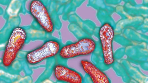 世界上最毒的物質是什麼？我們常見的飲食中有沒有？