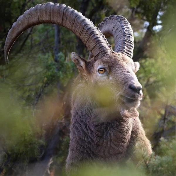 自然風·動物桌布(第十七期)——呦呦鹿鳴