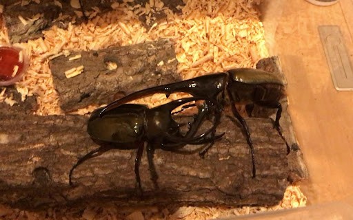 長戟大兜蟲在日本人氣暴漲，為何中國卻不準養？它的危害有多大？