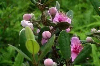 這八種被速生桉種植而將要消失的野果,快來看看,你吃過沒 這八種被速生桉種植而將要消失的野果,快來看看,你吃過沒