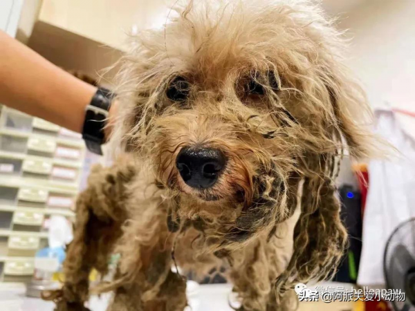 永樂 :它被開水燙、驅趕、毆打時,主人就在身邊 永樂 :它被開水燙、驅趕、毆打時,主人就在身邊