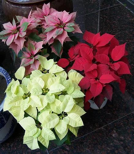 聖誕花有毒,小心別亂碰 聖誕花有毒,小心別亂碰