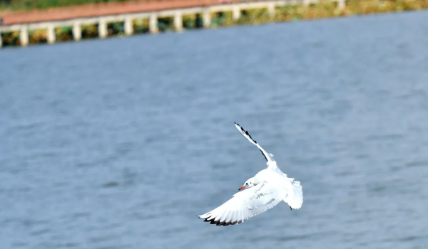 “老朋友”又來打卡啦！紅嘴鷗“先行軍”抵達異龍湖～