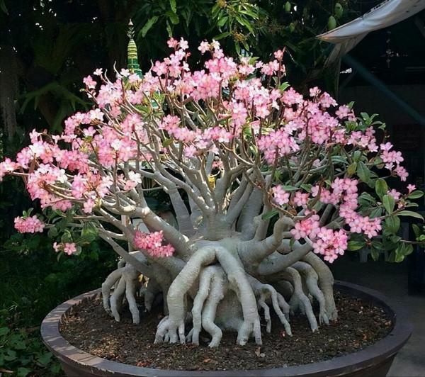 適合懶人養的8種花,澆澆水就能活很好,越懶長得越好 適合懶人養的8種花,澆澆水就能活很好,越懶長得越好