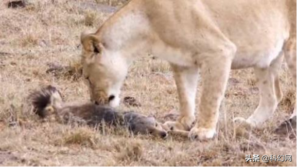 突遇危險僵在原地，你的“凍結反應”來自遺傳