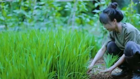 李子柒傳播的十大東方文化十首詩（前五），她與薇婭你更喜歡誰？