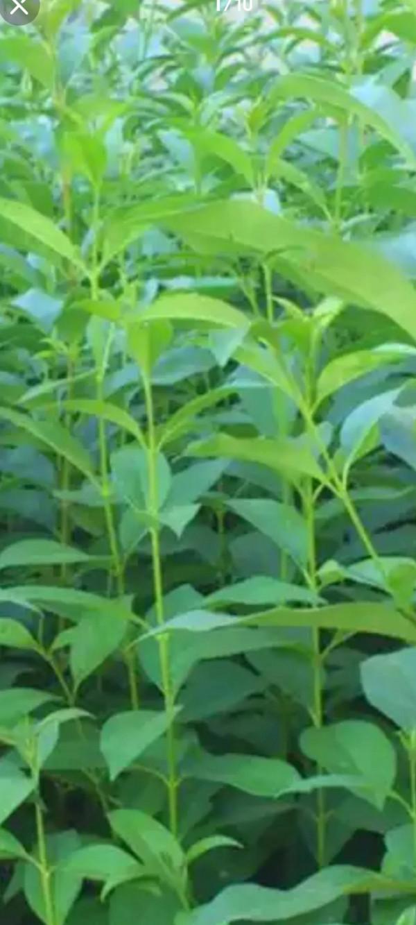 能不能想辦法到了冬天也讓北方植物充滿生機？