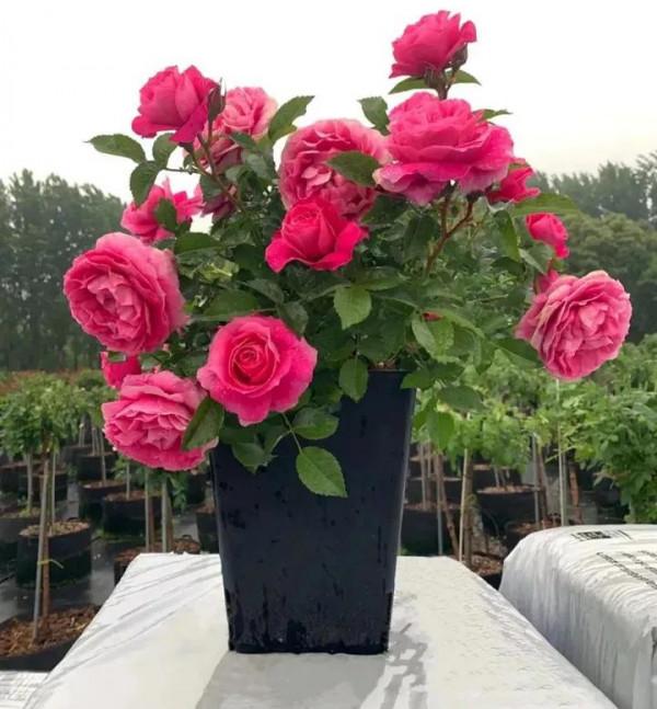 今天給花友們介紹又一款新國月——茜桃凝粉