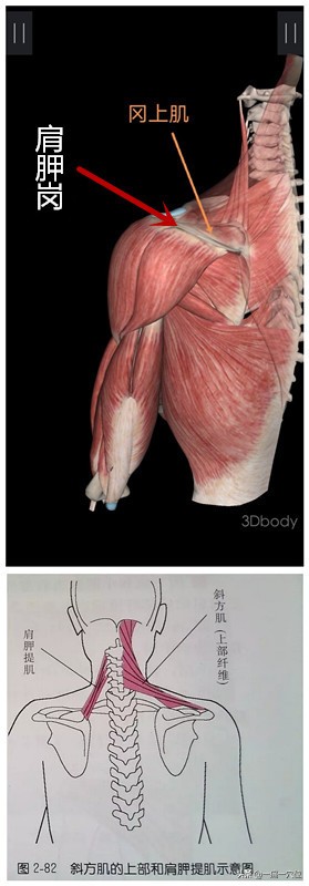 肩周炎，肩膀下面疼痛，只要調理好這三個點，肩膀康復易如反掌