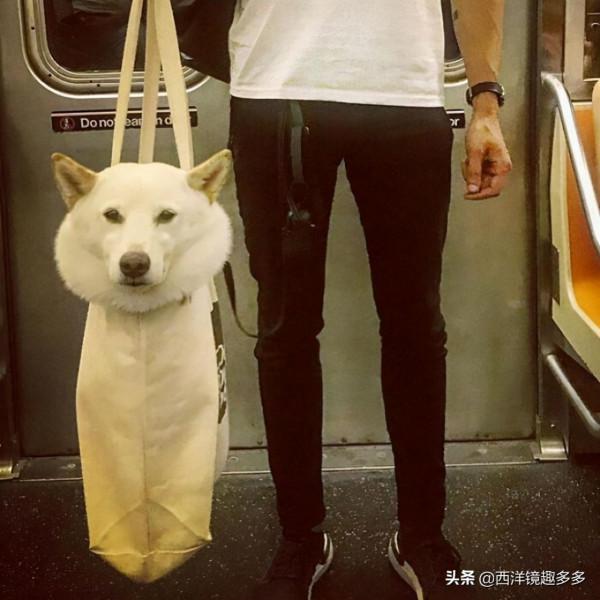 包包中的小可愛們!為了帶上狗狗,主人也是拼了 包包中的小可愛們!為了帶上狗狗,主人也是拼了