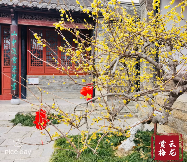 臘梅此時正含香，來看戶部山的臘梅吧