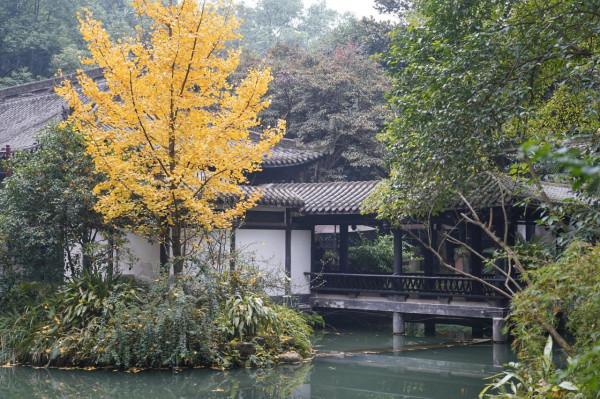 千年銀杏今猶在，不見當年蘇東坡