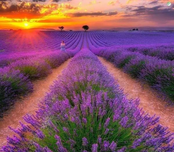 專注有恆,必有收穫 專注有恆,必有收穫