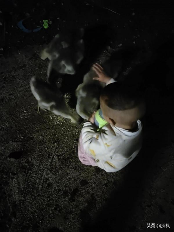 養的獅頭鵝孵了30天左右，終於出小鵝了