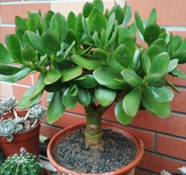 &OpenCurlyDoubleQuote;懶人&rdquo;就養這10種花，一個月不澆水也死不了，多曬少管更健壯