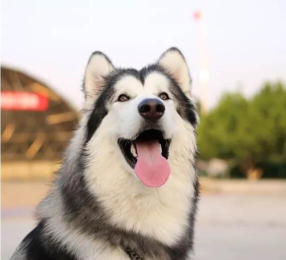 “雪橇三傻”是真的傻嗎？