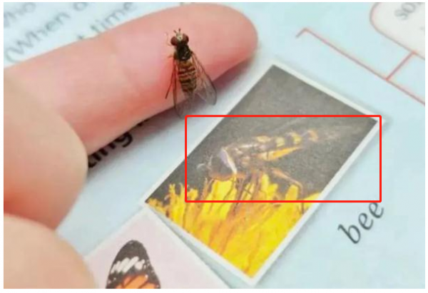 “三胎封面”風波後，初中生又揪出“課本錯誤”，出版社回應來了