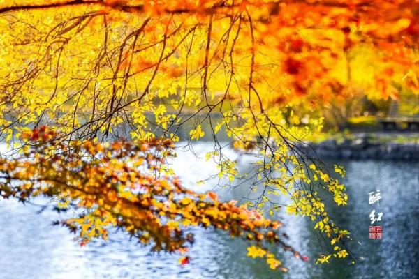 如此美豔！這裡的“楓”景值得去打卡