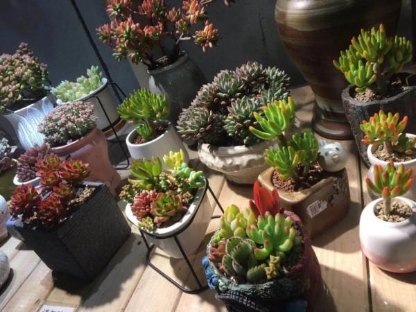 別緻的養花容器:枯木、塑膠瓶,處理到位顏值堪比藝術品 別緻的養花容器:枯木、塑膠瓶,處理到位顏值堪比藝術品