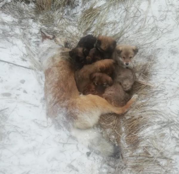 雪地裡發現1條母犬，被凍僵仍護著幼崽，讓人看了忍不住心疼