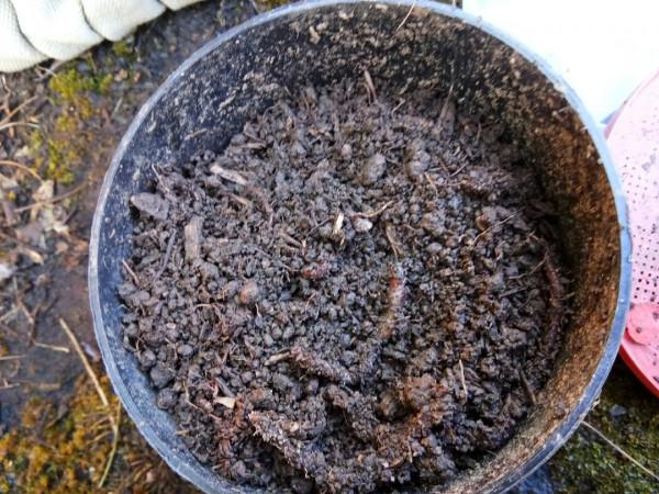 頻繁掛鉤斷線也未能阻止大板鯽爆護