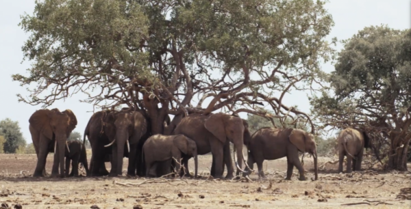 非洲特大旱災，動物屍橫遍野，50歲大象女王用智慧拯救族群