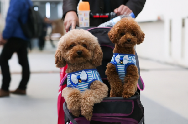 最新統計:國內最多人養的5種狗,你家的上榜了嗎? 最新統計:國內最多人養的5種狗,你家的上榜了嗎?