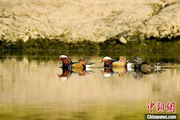 安徽新安江河段現多對野生鴛鴦