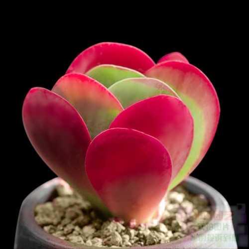 100種常見多肉圖鑑，比花還美，你認識幾種？