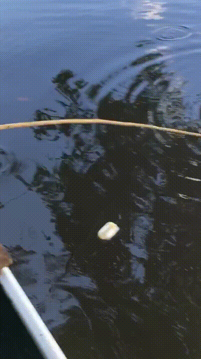 我知道食人魚沒那麼可怕，但不知道它們居然能慫到這個地步