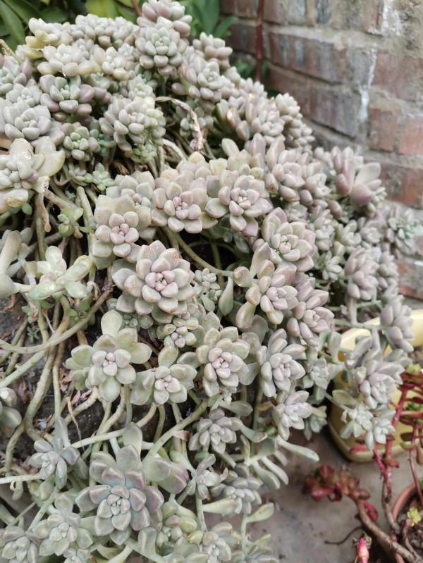 多肉成長記（一）看著一點點變化，很有成就感