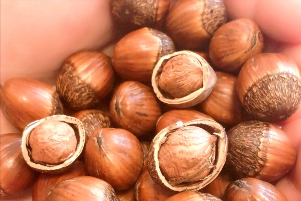 原產於我國的榛子，已有3000多年曆史，為什麼淪為了冷門堅果？
