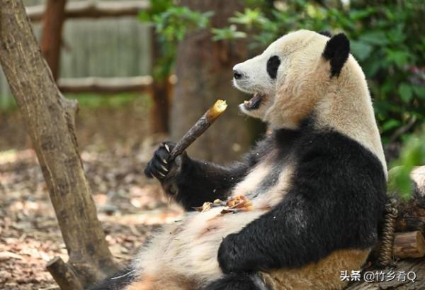 可愛又呆萌的國寶熊貓誰不喜歡