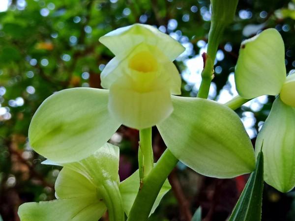 #陽臺小花園#又添新品種