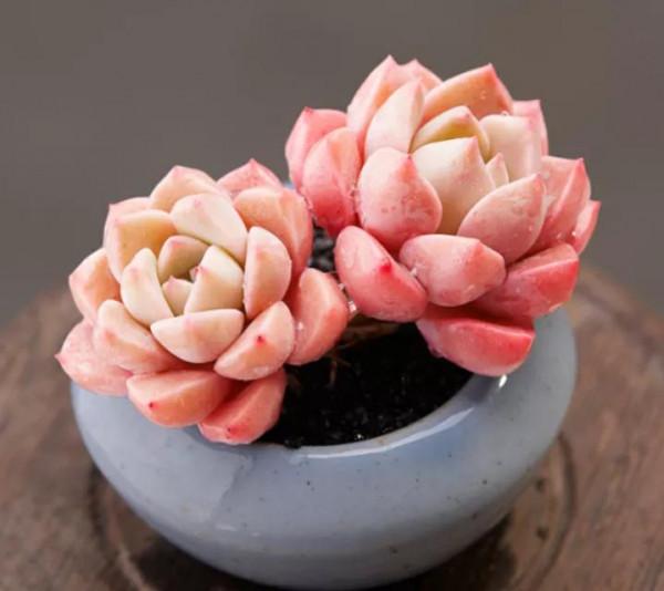 北方有佳人,絕世而獨立,養好多肉紅粉佳人,只需要做好這幾點 北方有佳人,絕世而獨立,養好多肉紅粉佳人,只需要做好這幾點