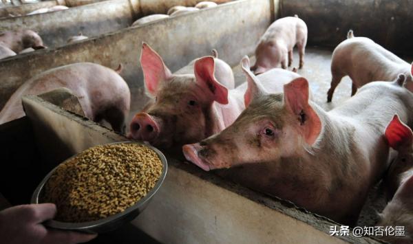 養殖人離不開的“小蘇打”,真的有用的必要嗎?妙用多,但別濫用 養殖人離不開的“小蘇打”,真的有用的必要嗎?妙用多,但別濫用