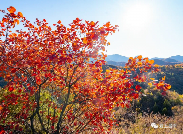 氣溫驟降,昌平這6個賞紅葉地即將登場,提前收藏 氣溫驟降,昌平這6個賞紅葉地即將登場,提前收藏