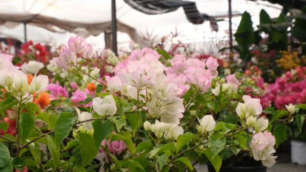 寓意好、顏值高！松江這裡的年宵花選購指南來啦，建議收藏